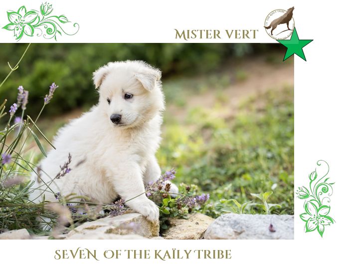 Seven Of The Kaïly Tribe