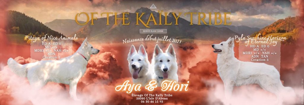 Of The Kaïly Tribe - Aya est gestante !