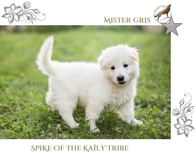 Spike Of The Kaïly Tribe