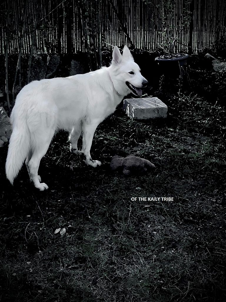 PITAYA of nice animals dite AYA